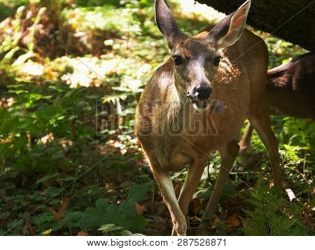 A Doe And Fawn Feed Among Redwood Trees At Muir Woods