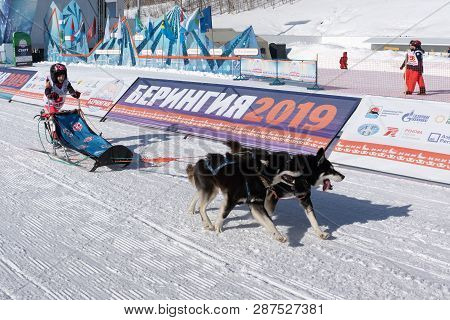 Petropavlovsk City, Kamchatka Peninsula, Russian Far East - February 21, 2019: Running Husky Dog Sle