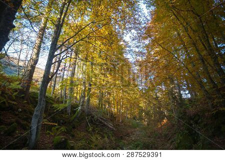 Trees In Autumn Season Background. Autumn Lansdscape