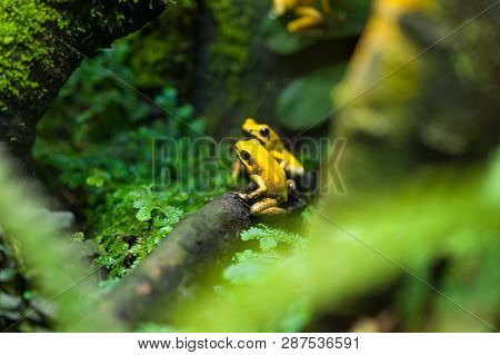 Golden Poison Arrow Frog (Phyllobates terribilis). Colourful bright yellow tropical frog