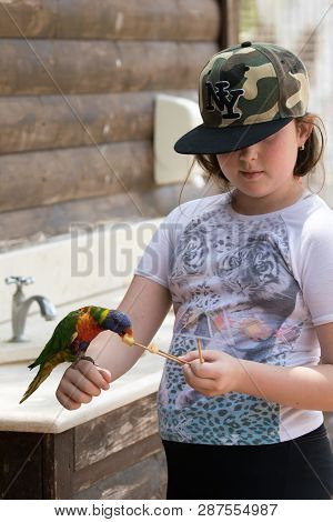 Kibutz Nir David, Israel, June 10, 2017 : Parrot Lori - Loriinae - Sits On The Arm Of The Girl And E