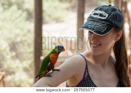 Kibutz Nir David, Israel, June 10, 2017 : Parrot Sits On The Hand Of A Young Woman At The Australian