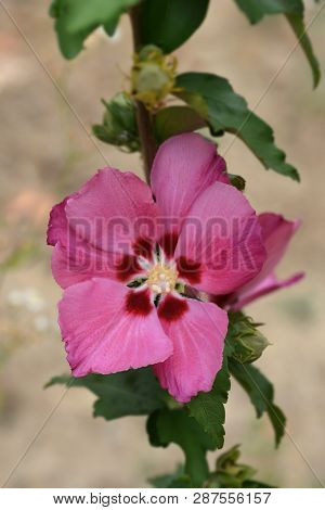 Rose Of Sharon Woodbridge - Latin Name - Hibiscus Syriacus Woodbridge