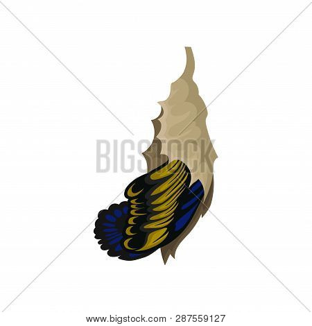 Butterfly With Blue-yellow Wings Hatching From It S Chrysalis. Beautiful Flying Insect. Entomology T