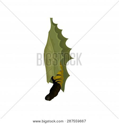 Butterfly Emerging From Chrysalis. Flying Insect. Nature And Entomology Theme. Flat Vector Icon