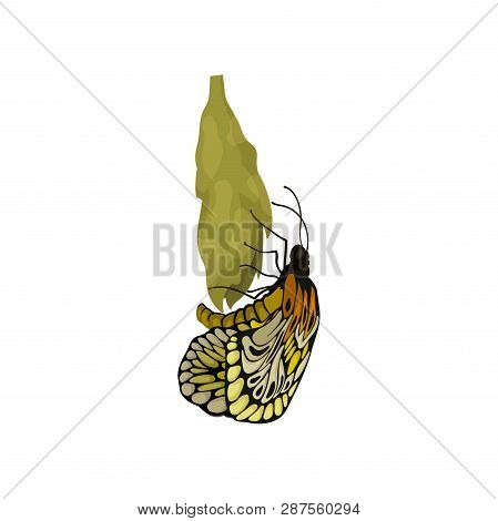 Flat Vector Of Newly Born Butterfly On Cocoon. Beautiful Flying Insect. Nature And Botany Theme