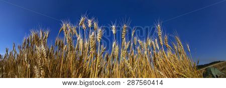 In Ukraine, The Wheat Polarization Is A Symbol Against The Clear Sky, They Have A Color Of The Natio