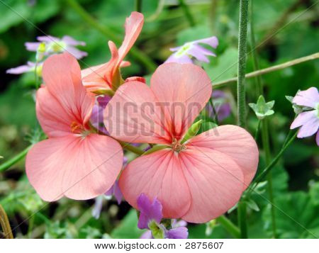 Fiori