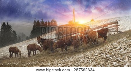 Pasture In A Blizzard. In March-april After A Winter In The Mountains Of Unstable Weather, And Repla