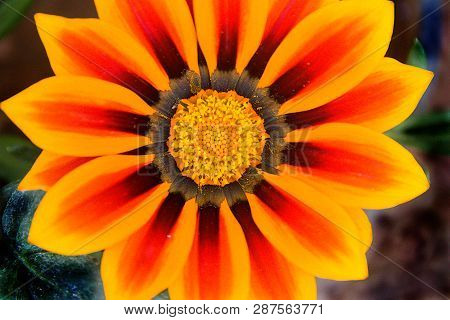 Closer View Of Flower With Orange Disc Florets And Ray Florets Of Varying Colors Brown, Red And Oran