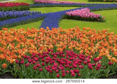 Lisse Netherlands - April 19, 2017: Colorful Flowers In The Keukenhof Garden In Lisse, Holland, Neth