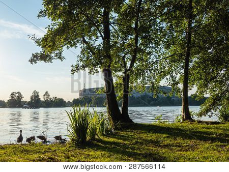 Ducks In Public Park Of Nuremberg Summer