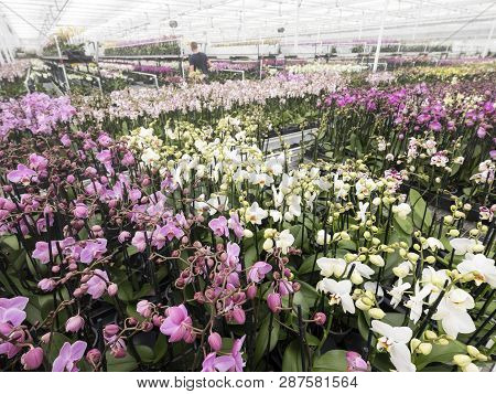 Colorful Orchids In Greenhouse Near Zaltbommel In Dutch Province Of Brabant