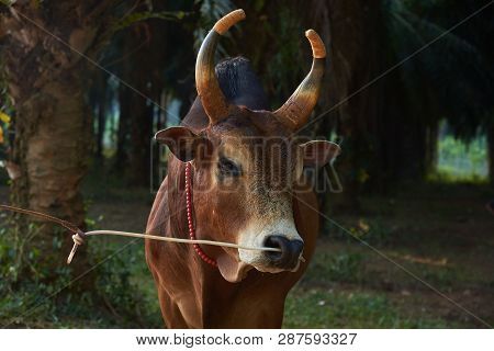 Close-up View Of A Brown Cow With Beautiful Color Horns With A Rope In The Nose And Small Bell Aroun