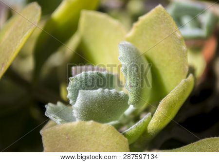 Green Succulent Cactus Background Texture Pattern; Close Up Image Of A Cactus Bush