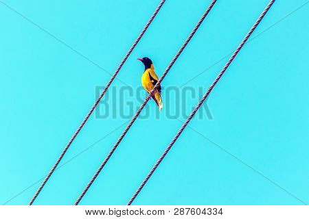 Bright Tropical Yellow Bird With Black Head On The Wires. Black-headed Oriole, Oriolus Xanthornus Ce