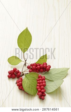 Branches Of Red Schisandra. Clusters Of Ripe Schizandra On White Background