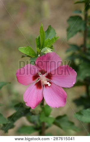 Rose Of Sharon Woodbridge - Latin Name - Hibiscus Syriacus Woodbridge