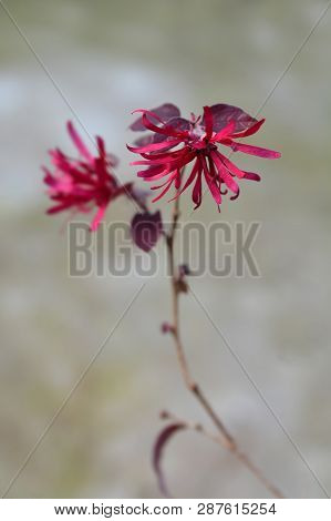 Chinese Fringe Flower Ever Red - Latin Name - Loropetalum Chinense Ever Red (loropetalum Chinense Ch
