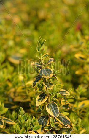 Wintercreeper Emerald And Gold - Latin Name - Euonymus Fortunei Emerald And Gold