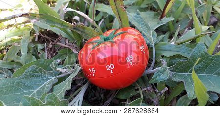 Red Tomato Shaped Kitchen And Pomodoro Timer.