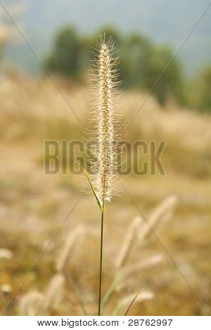 blomsten af græs.