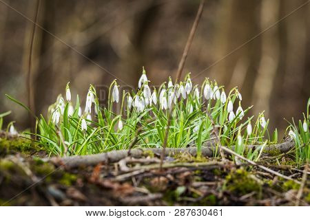 Snowdrop Flowers Blooming In A Forest In The Spring On A Day In March
