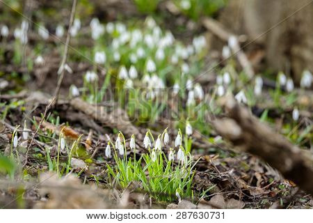 Snowdrop Flowers Growing In A Forest In The Springtime Between Twigs And Branches