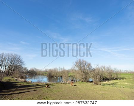 Three Brown Ponies Near Zaltbommel In Beautiful Landscape Of River Waa Flood Plains In The Netherlan