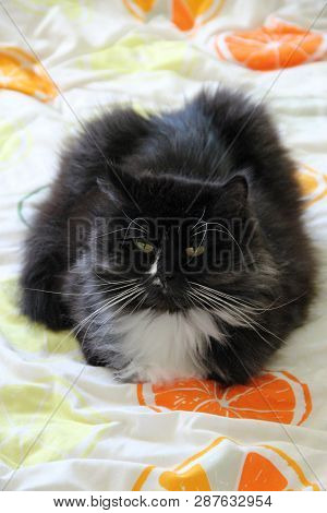 Cat Laying On Colored Blanket With Citrus Image. Domectic Animal Has A Rest