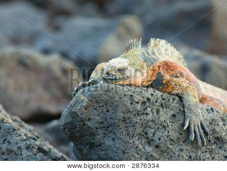 Kayaların deniz Iguana
