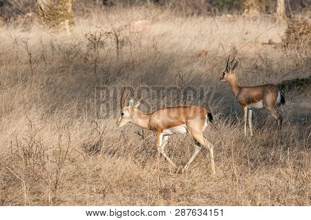 Chinkara Or Indian Gazelle In Ranthambore National Park In Rajasthan, India