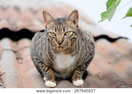 My Cat Is Looking For A New Boss.