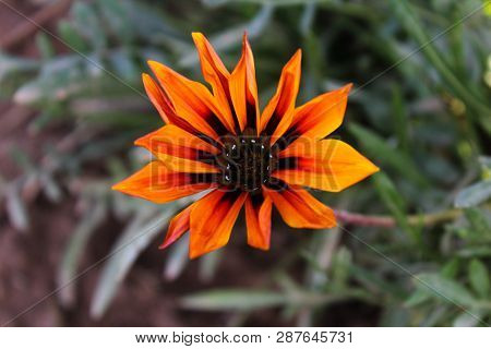 A Fresh Flower In The Ghani Bagh Park Of Hayatabad Peshawar. Peshawar Is Known As The City Of Flower