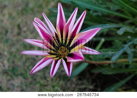 A Fresh Flower In The Ghani Bagh Park Of Hayatabad Peshawar. Peshawar Is Known As The City Of Flower