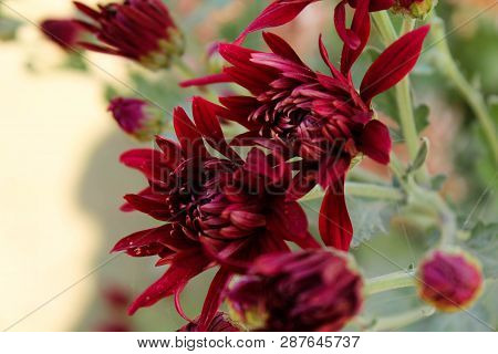 A Fresh Flower In The Ghani Bagh Park Of Hayatabad Peshawar. Peshawar Is Known As The City Of Flower