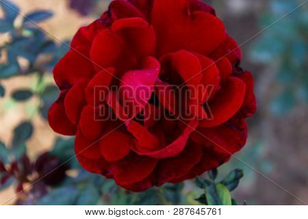 A Fresh Flower In The Ghani Bagh Park Of Hayatabad Peshawar. Peshawar Is Known As The City Of Flower