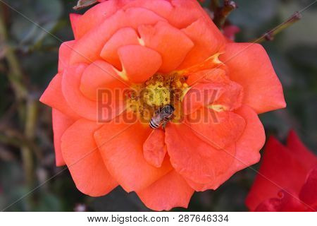 A Fresh Flower In The Ghani Bagh Park Of Hayatabad Peshawar. Peshawar Is Known As The City Of Flower