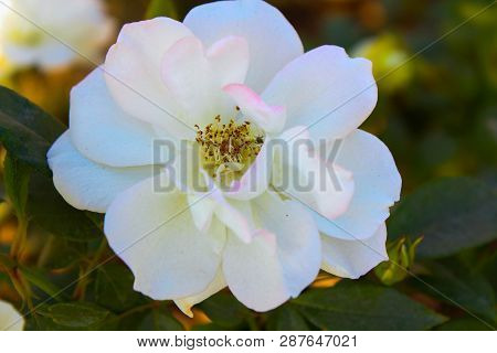 A Fresh Flower In The Ghani Bagh Park Of Hayatabad Peshawar. Peshawar Is Known As The City Of Flower
