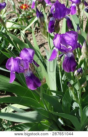 Purple Flowers Of Iris Germanica In Late Spring