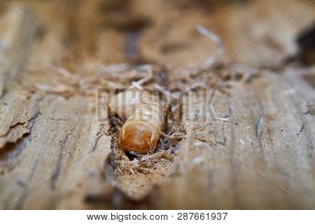 Larva Of A Large Poplar Longhorn Beetle (saperda Carcharias) In The Wood Of A Poplar Tree