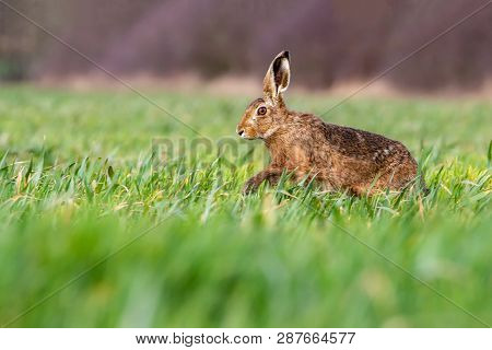 European Brown Hare (lepus Europaeus) In Summer Farmland Setting