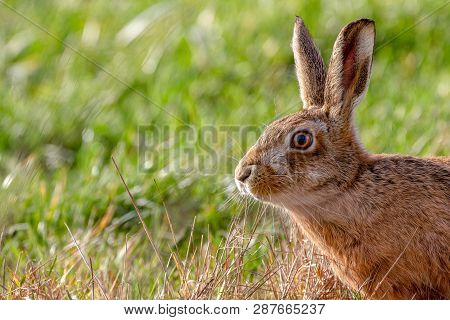 European Brown Hare (lepus Europaeus) In Summer Farmland Setting
