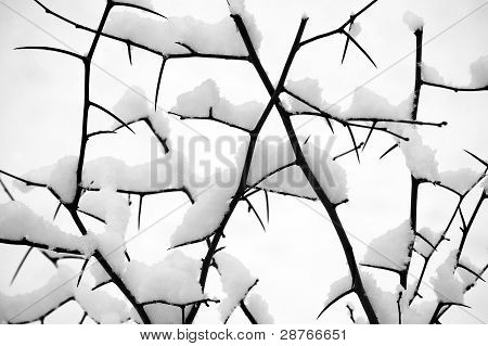 Coperto con neve