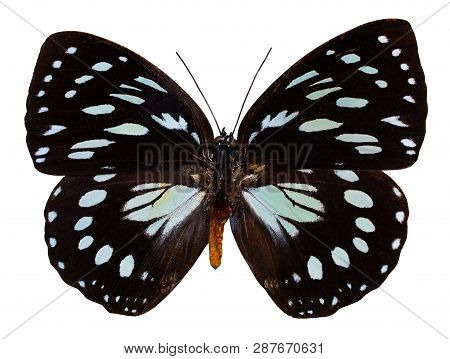 Color Butterfly, Isolated On White Background With Clipping Path. Euxanthe Eurinome.