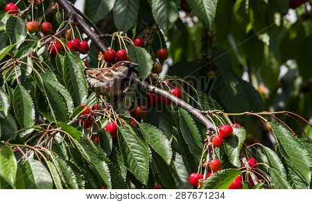 The Sparrow Eat The Harvest Of Sweet Cherry. Agricultural Pest.