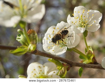 Honey Bee Harvesting Pollen From Cherry Blossom,bee Collecting Nectar From White Cherry Flower.