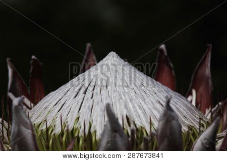 King Protea Flower Head Crown (protea Cynaroides)