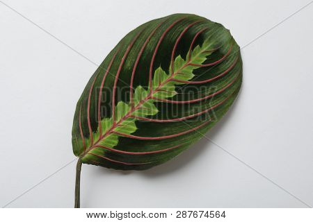 Leaf Of Tropical Maranta Plant On White Background, Top View