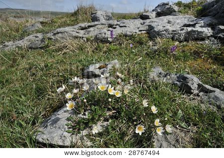 ภูเขา Avens